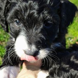 Aussiedoodle Puppies from HK Aussiedoodles