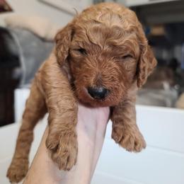 Gray collar - Red  male Poodle puppy in Colorado Springs, Colorado from Silly's Standard Poodles