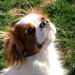Dozica - Cavalier King Charles Spaniel