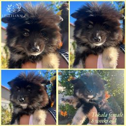 Tokala - Black and white female Pomsky puppy in Riverside, California from LittleLoyalzLLC