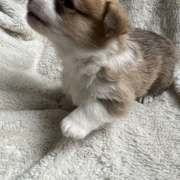 Pembroke Welsh Corgi Puppies from Delaney’s Corgis