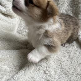 Pembroke Welsh Corgi Puppies from Delaney’s Corgis
