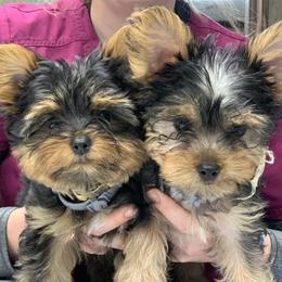 Karma - Yorkshire Terrier