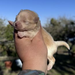 Dasher - Cream male Pomeranian puppy in Sandia, Texas from Broken Arrow Poms