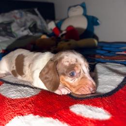 Candy - Chocolate and tan female Dachshund puppy in Bakersfield, California from Dreaming of Dachshunds