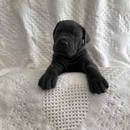 Dasher - Gray male Cane Corso puppy in Utah from 3Lake Kennelz