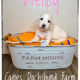 Wellsy - Cream female Dachshund puppy in Cincinnati, Ohio from Caines Dachshund Farm