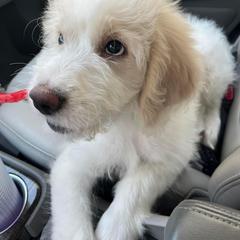 "12 weeks" Saint Berdoodle Puppies from Walker Branch Doodles