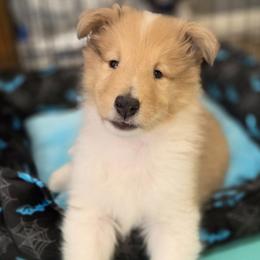 Alexander - Sable merle male Collie puppy in Lawrenceville, Georgia from Curtain Call Collies