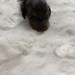 Dachshund Puppies from S&C Doxies