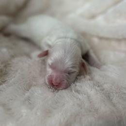 King of Hearts - Red and white male Cockapoo puppy in Advance, North Carolina from Rome & Reign Farm
