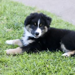 Boy 2 - Miniature Australian Shepherd puppy in Florida from J7 Miniature Australian Shepherds
