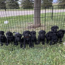 Labrador Retriever puppies from Ozatonka British Labs