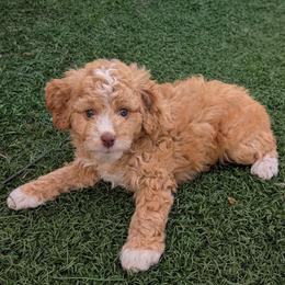 Jan- Orange girl - Red female Bernedoodle puppy in Weatherford, Texas from Donnasdoodlebugs