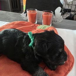 Girl 2 - Black and silver female Miniature Schnauzer puppy in Fresno, California from Findell Kennel, LLC