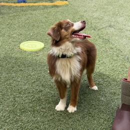 Phoenix - Red tri-color male Miniature American Shepherd puppy in Garysburg, North Carolina from Schaefer's Miniature American Shepherds