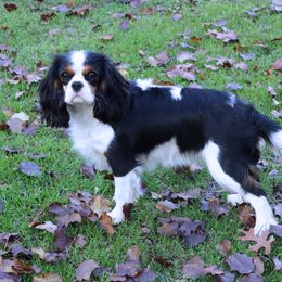 Eevee- Bred by Promise Land - Cavalier King Charles Spaniel