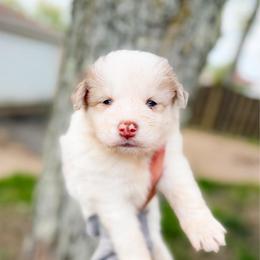 Finch - Merle male Pomsky puppy in Cleveland, Ohio from Lake Point Pomskies