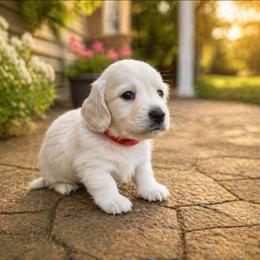 Waffles (Red) Limited AKC - Cream male Dachshund puppy in Nashville, Tennessee from Farmhouse Sausages - Located in TN delivers all over US
