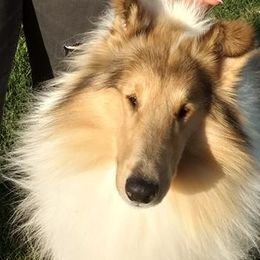 Collies from Manor House Collies