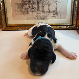 Walter - Merle male Bernedoodle puppy in Julian, Pennsylvania from Happy Valley Doodles
