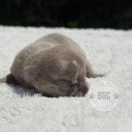 Slate - Blue fawn male Chihuahua puppy in Forsyth, Georgia from Brooks Grove Canines LLC
