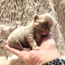 Tiny lilac boy - Chocolate blue male Chihuahua puppy in Richmond, Virginia from Breens