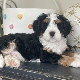 Rocky - Bernedoodle