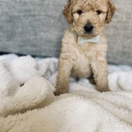 Bernedoodle and Labradoodle Puppies from Royal Doodles
