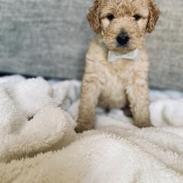 Bernedoodle and Labradoodle Puppies from Royal Doodles