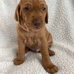 Vizsla Puppies from Valor Vizsla's