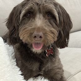 Aussiedoodle Puppies from A Dose Of Doodle