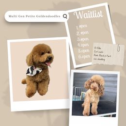 Goldendoodle puppies from Posh Paws Puppies