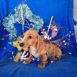 Bam bam - Red male Dachshund puppy in Perris, California from Doxie_pupps