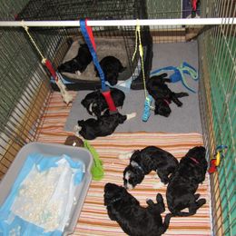Portuguese Water Dog Puppies from Topsail PWDs