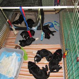 Portuguese Water Dog Puppies from Topsail PWDs