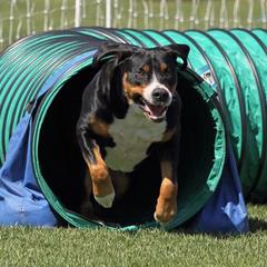 Greater Swiss Mountain Dog and Rottweiler All Grown Up from Cornerstone Kennels