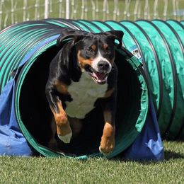 Greater Swiss Mountain Dog and Rottweiler All Grown Up from Cornerstone Kennels