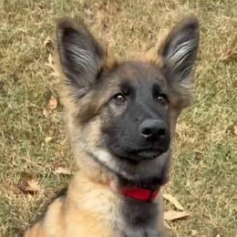 TBD - Sable male German Shepherd puppy in Carlisle, Arkansas from Roanwood German Shepherds