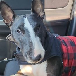 Great Danes and Miniature Bull Terriers from Iron Horse Kennel