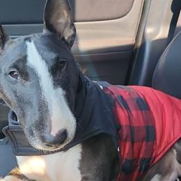 Great Danes and Miniature Bull Terriers from Iron Horse Kennel