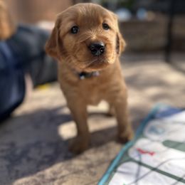 Golden Retriever Puppies from Golden Wiggle Retrievers