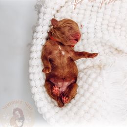Pumpkin - Red  female Goldendoodle puppy in California City, California from Summer Sun Doodles