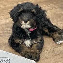Dark Pink Collar - Phantom female Bernedoodle puppy in Port Charlotte, Florida from Islands Wheatens and Poodles