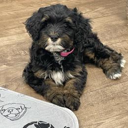 Dark Pink Collar - Phantom female Bernedoodle puppy in Port Charlotte, Florida from Islands Wheatens and Poodles