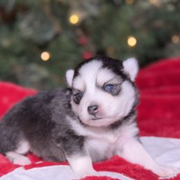 Winter - Black and white female Pomsky puppy in Whittier, California from Legendary Pomskies