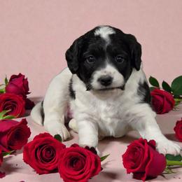 Patches - Black and white female Aussiedoodle puppy in Lebanon, Oregon from Abbott Family Farm