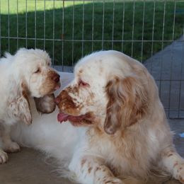 Clumber Spaniel Puppies from Rainsway Clumber Spaniels