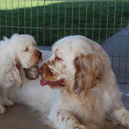 Clumber Spaniel Puppies from Rainsway Clumber Spaniels