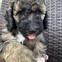 Sheepadoodle Puppies from Pretty Perfect Pups